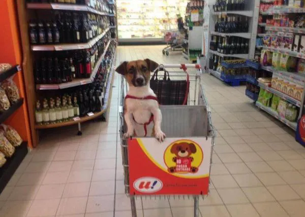 ¿Te imaginas hacer la compra, en el super, con tu perro? En esta ciudad italiana puedes...  