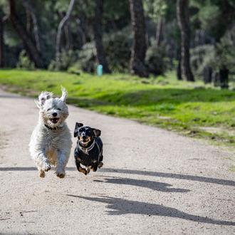 Los veterinarios europeos de FVE piden descartar el castigo y …