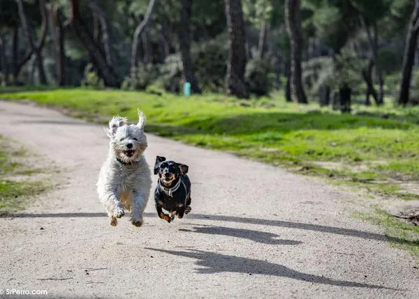 Los veterinarios europeos de FVE piden descartar el castigo y educar en positivo para garantizar el bienestar de los perros