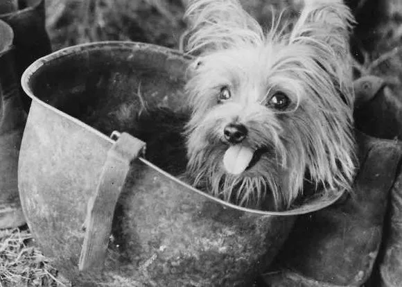 La historia de Smoky, una Yorkie que participó en la II Guerra Mundial y se convirtió en la primera perra de terapia