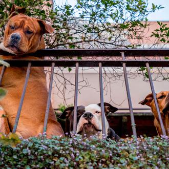 Miedo y estrés, cómo gestionar mejor los paseos o la …