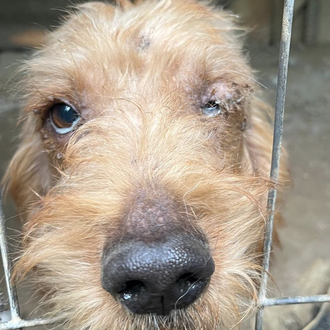 Rescatan a 17 perros que malvivían encerrados en la finca …