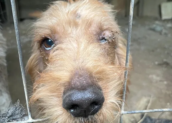 Rescatan a 17 perros que malvivían encerrados en la finca de un cazador #mismosperrosmismaley