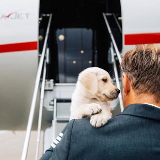 Volar con perro en versión muchimillonario: canes de todos los …