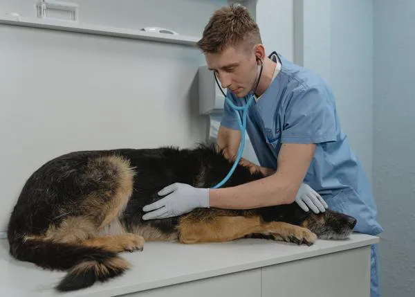 Retos de la profesión veterinaria en salud mental: la WSAVA ofrece recursos de bienestar para los veterinarios