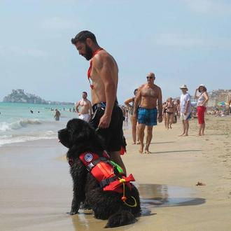 Los perros que sí van a la playa en Peñíscola …