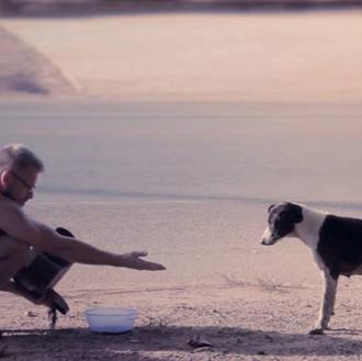80 canes callejeros dependen de la bondad de una persona …