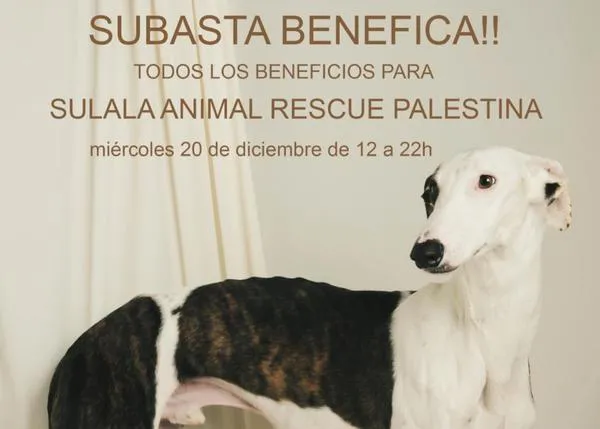 La fotógrafa Estela de Castro organiza una subasta benéfica para ayudar a la protectora de Gaza, Sulala Animal Rescue