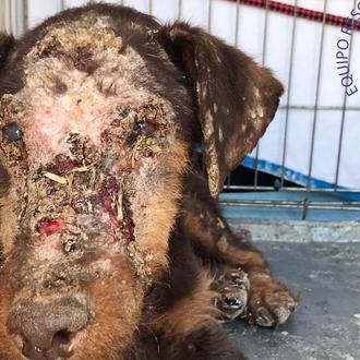 Un perro en estado deplorable rescatado tras pasar 9 meses …