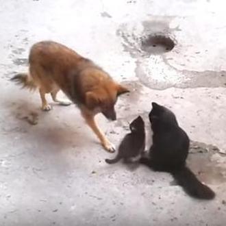 Una gata presenta a sus gatitos a su amigo perro …