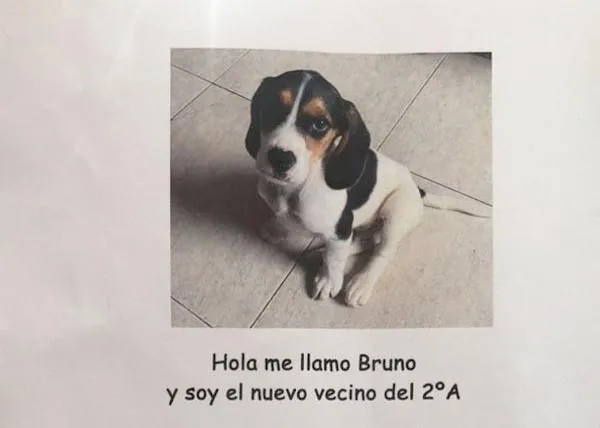 Soy Bruno, un poco llorón, sobre todo si me quedo solito: la nota viral sobre la llegada de un cachorro adoptado