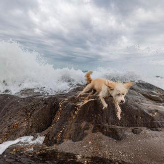 Fuengirola con perro: ya se puede pasear por todas las …