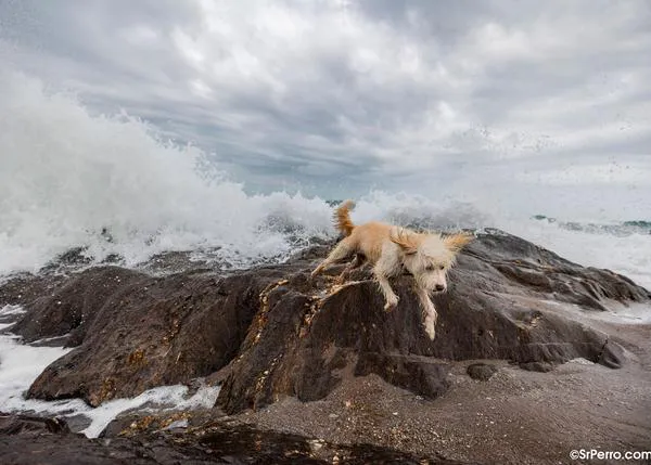 Fuengirola con perro: ya se puede pasear por todas las playas de la localidad malagueña fuera de temporada de baño