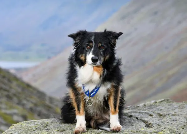 Sky, una perra de búsqueda y rescate que se retiró con 14 años, galardonada con la Orden del Mérito
