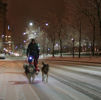 Felicidad invernal versión Husky: dos canes y sus humanos recorren …