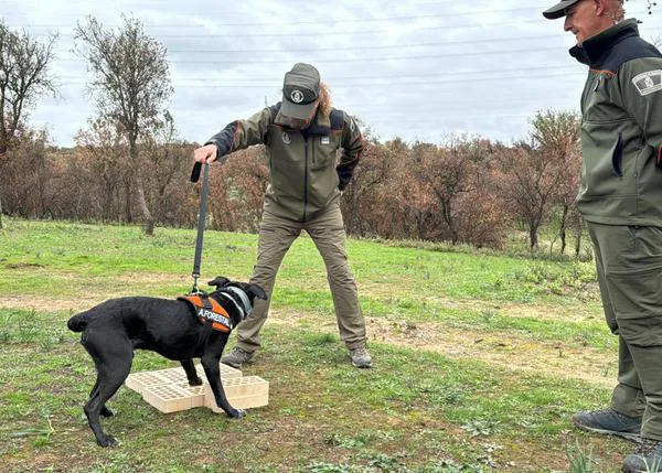 Dos perros especializados ayudan a los Agentes Forestales en Madrid a investigar incendios