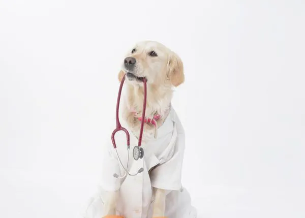 Zoonosis, cuidados y protocolos veterinarios en los Perros de Intervención de Dogtor Animal
