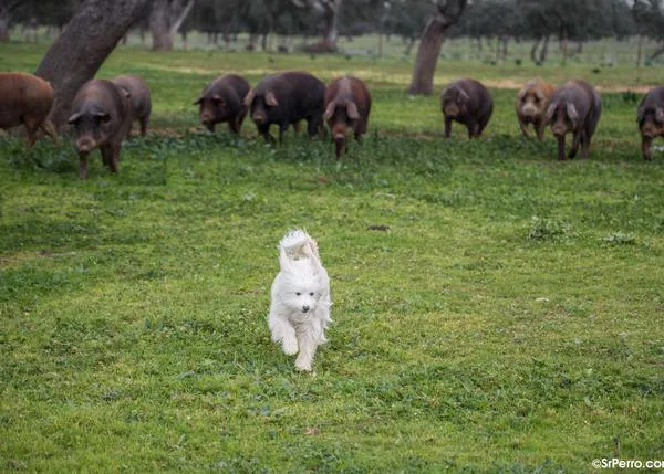 Por primera vez en la historia la Comisión Europea tendrá un Comisario de Salud y Bienestar Animal