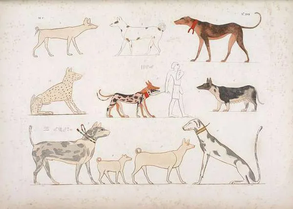 La domesticación de los perros y cómo ese proceso fue clave para la humanidad