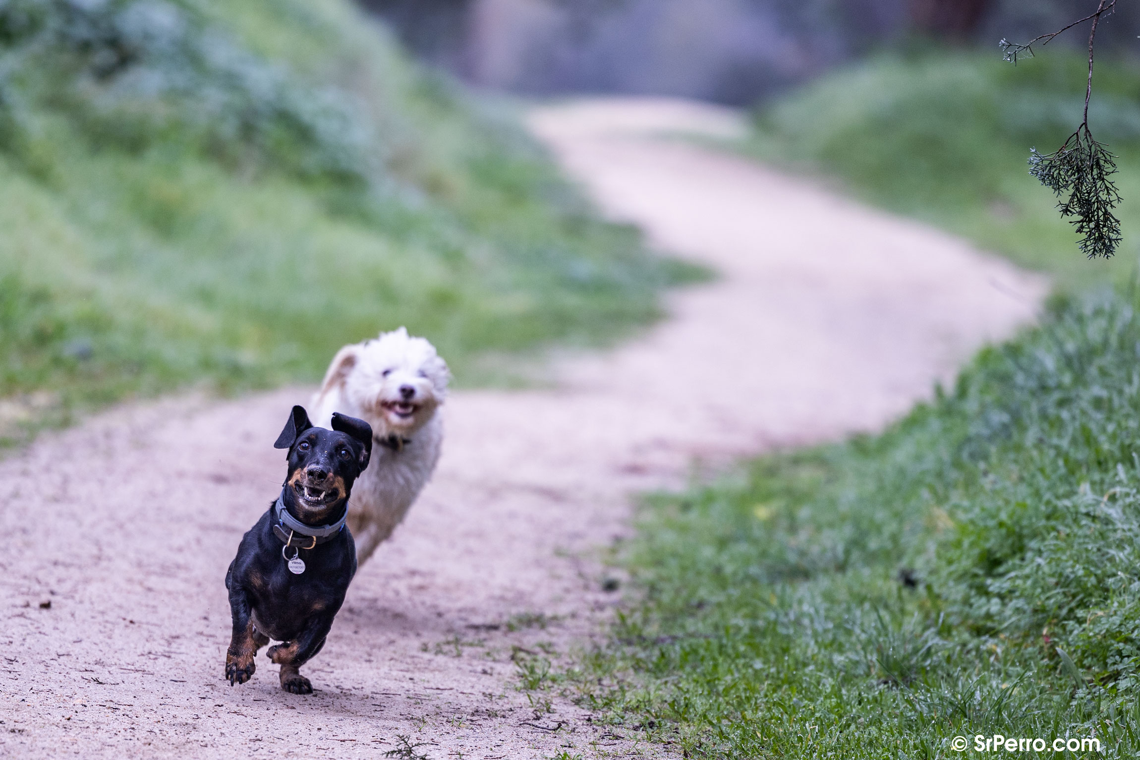 Las perras de morro largo y tamaño pequeño, las más longevas: un estudio  aporta datos clave sobre la esperanza de vida canina