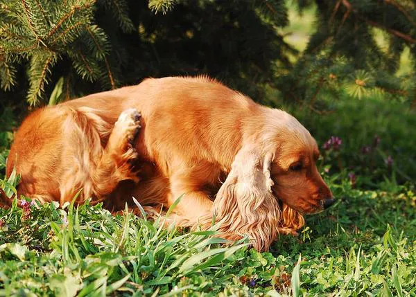 Dermatitis Atópica Canina: qué es y cómo se trata