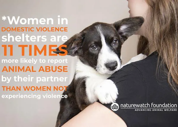 Al proteger a los animales se protege a las personas: Naturewatch Foundation ofrece consejos clave sobre el “vínculo de la violencia”