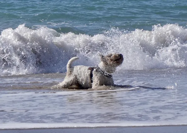 Milú, un gran perro de mar, ganador del concurso de SrPerro con Baleària