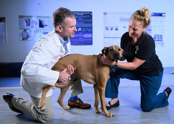 La percepción sobre la sensibilidad al dolor de diferentes razas caninas no concuerda con la realidad