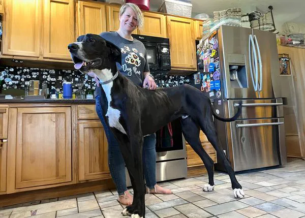 Kevin, el perro más alto del mundo, un Gran Danés de tres años, ha muerto poco después de confirmarse su récord Guiness