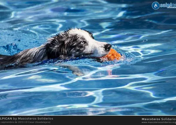 ¡Al agua perros y humanos! Planazo solidario y divertido: Salpican 2014