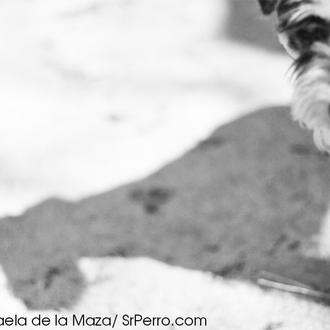 Menos abandonos y más adopciones de perros en Madrid: las …