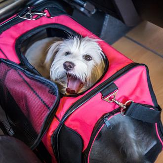 Más de 7000 perros de hasta 40 kilos han viajado …