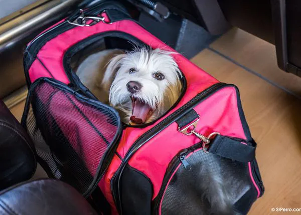 Más de 7000 perros de hasta 40 kilos han viajado ya en trenes de Renfe (y cerca de 400.000 de menos de 10kg)