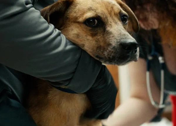 La búsqueda de un perro perdido: un corto documental sigue los pasos a un rescatador de canes