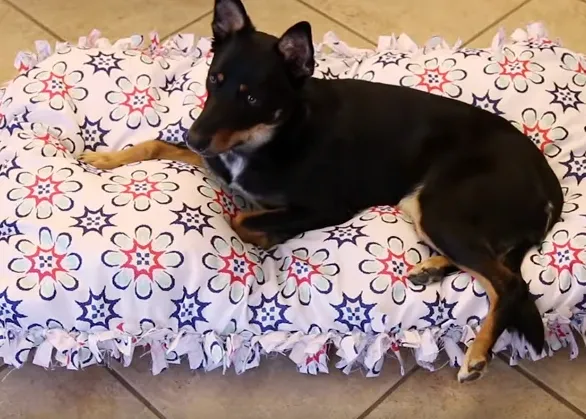 Cómo hacerle una cama a tu perro ¡sin tener que dar una sola puntada!