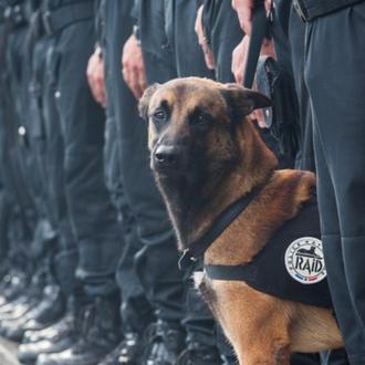 #JeSuisChien: homenaje en twitter a Diesel, la perra policía muerta …