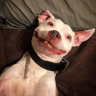 El (fabuloso) perro sonriente: un pit bull adoptado y feliz