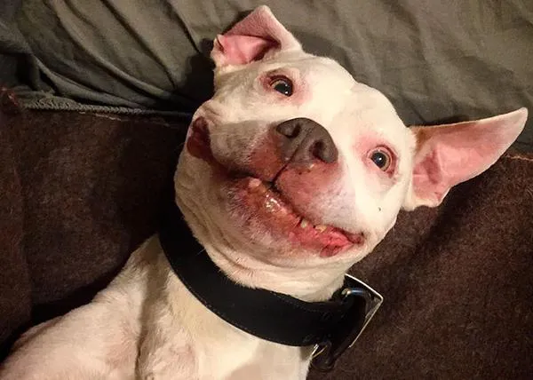 El (fabuloso) perro sonriente: un pit bull adoptado y feliz