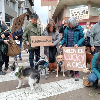 Sin noticias de Lucky, el perro robado en Girona, pese …