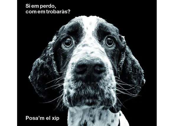 La Generalitat lanza una campaña para fomentar la identificación de perros en Cataluña