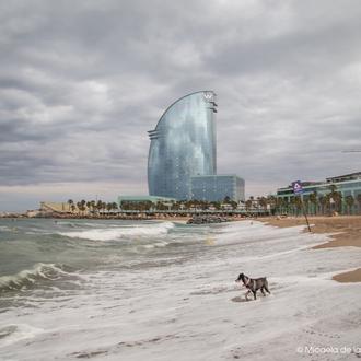 Gran movilización para lograr que Barcelona tenga una playa oficialmente …