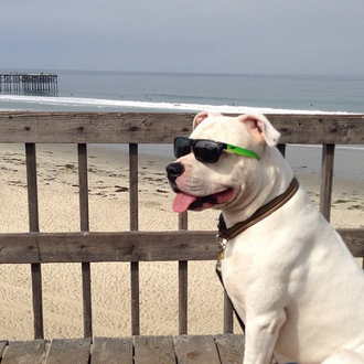 El perro-playa más cool: la historia de Guero y sus …