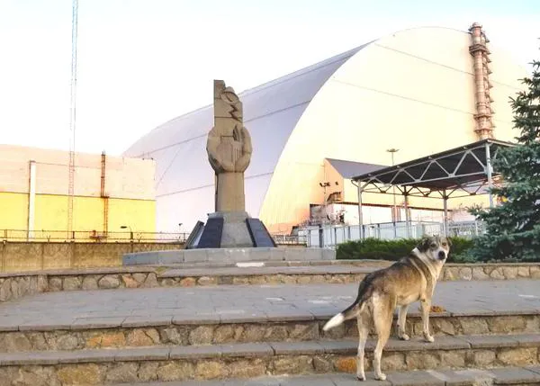 ¿Cómo están los perros de Chernóbil tras la ocupación rusa?