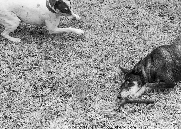 Manual de instrucciones para humanos perrunos novatos y decálogo del buen dueño