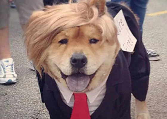 La peculiar relación de Donald Trump con los perros: ¿sólo los quiere para criticar a los humanos?