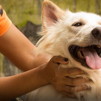 Así dan de comer a 1000 perros: el día a …