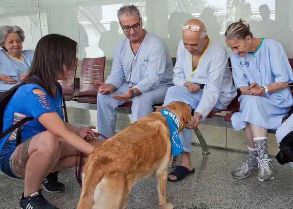 Visitas perrunas para humanizar el hospital: dos labradores de Asociación Canina de Leganés acudirán cada mes al Severo Ochoa