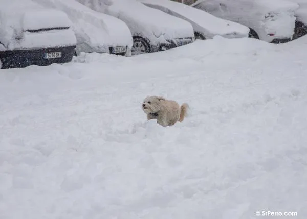 La sal utilizada en las calles para evitar el hielo puede ser tóxica para los perros