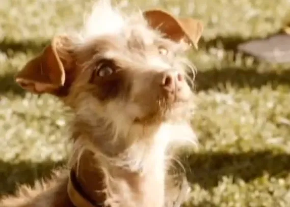 Perro bueno y perro muy bueno: un anuncio con prota canino que fue descartado pero que... es del todo inolvidable