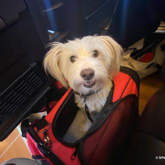 El transportín: un aliado imprescindible para muchos viajes con perro